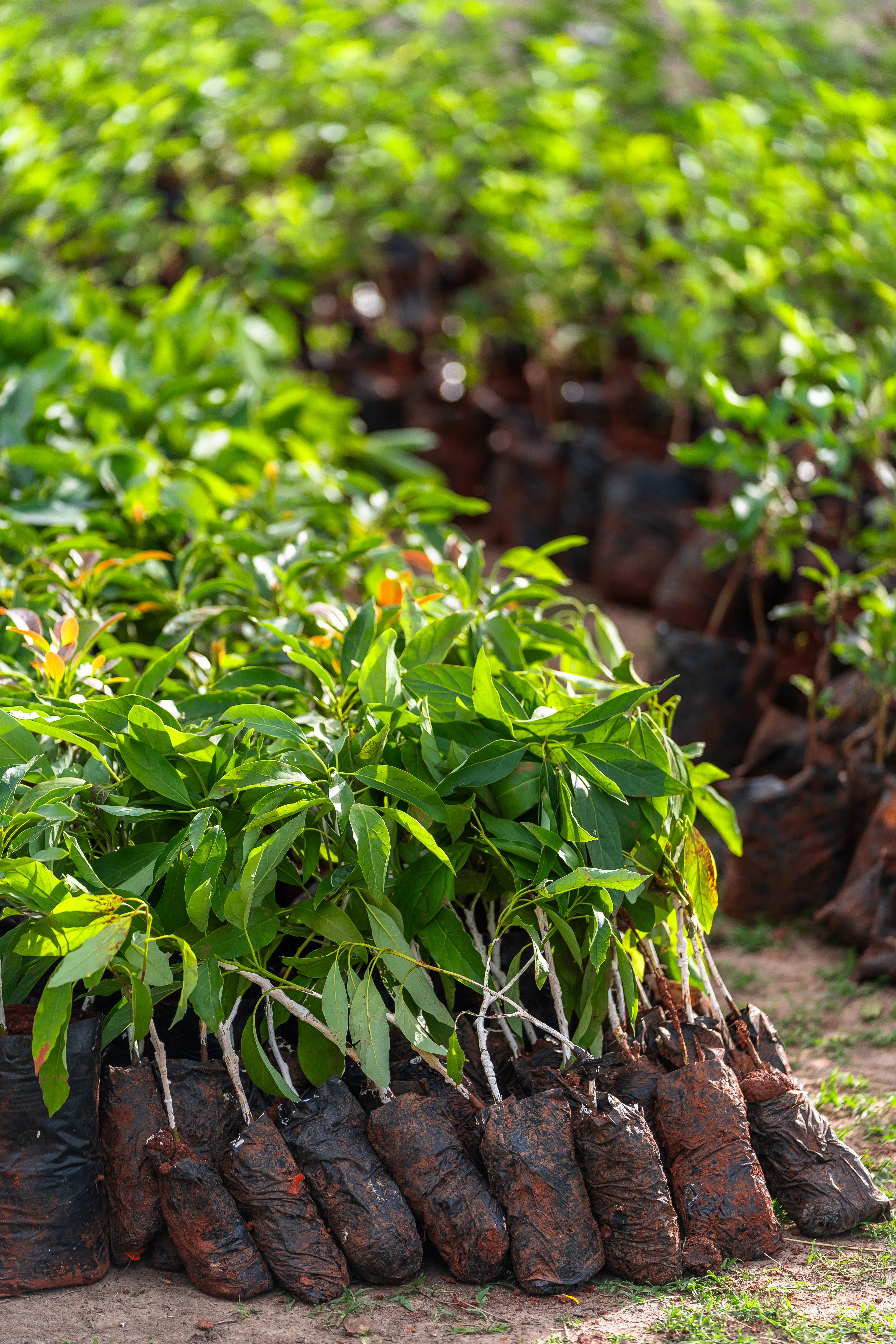 Young seedlings prepared for community distribution